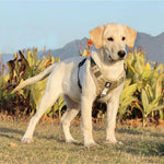 Charger l'image dans la galerie, Harnais pour chien - Harnais tactique - StrikeForce ConfortCanin™ - couleur khaki