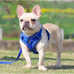 Charger l'image dans la galerie, Harnais pour chien - Harnais petit chien PetitPaws ConfortCanin™ Couleur bleu