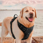 Charger l'image dans la galerie, Harnais pour chien - Harnais anti-traction ContrôlePro ConfortCanin™ - couleur noir