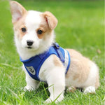 Charger l'image dans la galerie, Harnais pour chien - Harnais Petit Chien MiniFit ConfortCanin™ Couleur bleu