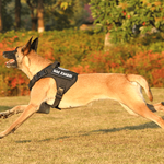 Charger l'image dans la galerie, Harnais pour chien - Harnais Anti-Traction CaniForce de ConfortCanin™