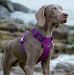 Charger l'image dans la galerie, Harnais pour chien - Harnais anti-traction TractoFit ConfortCanin™ - couleur violet