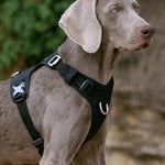 Charger l'image dans la galerie, Harnais pour chien - Harnais anti-traction TractoFit ConfortCanin™ - couleur noir