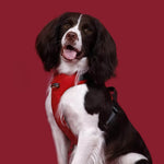 Charger l'image dans la galerie, Harnais Chien Premium Confort UrbanWalk™ | Anti-Traction Élégant et Poignée Cuir