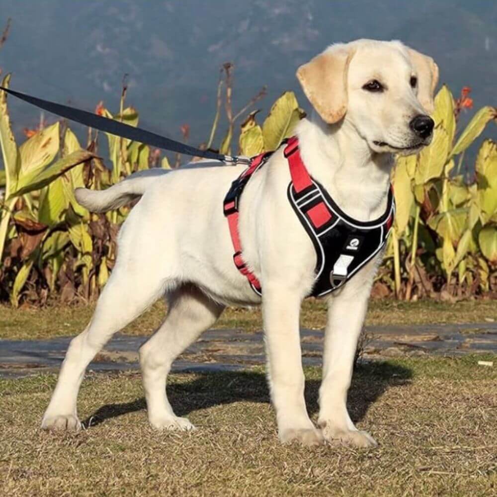 Harnais pour chien - Harnais anti-traction SécuritéPlus ConfortCanin™ - couleur rouge