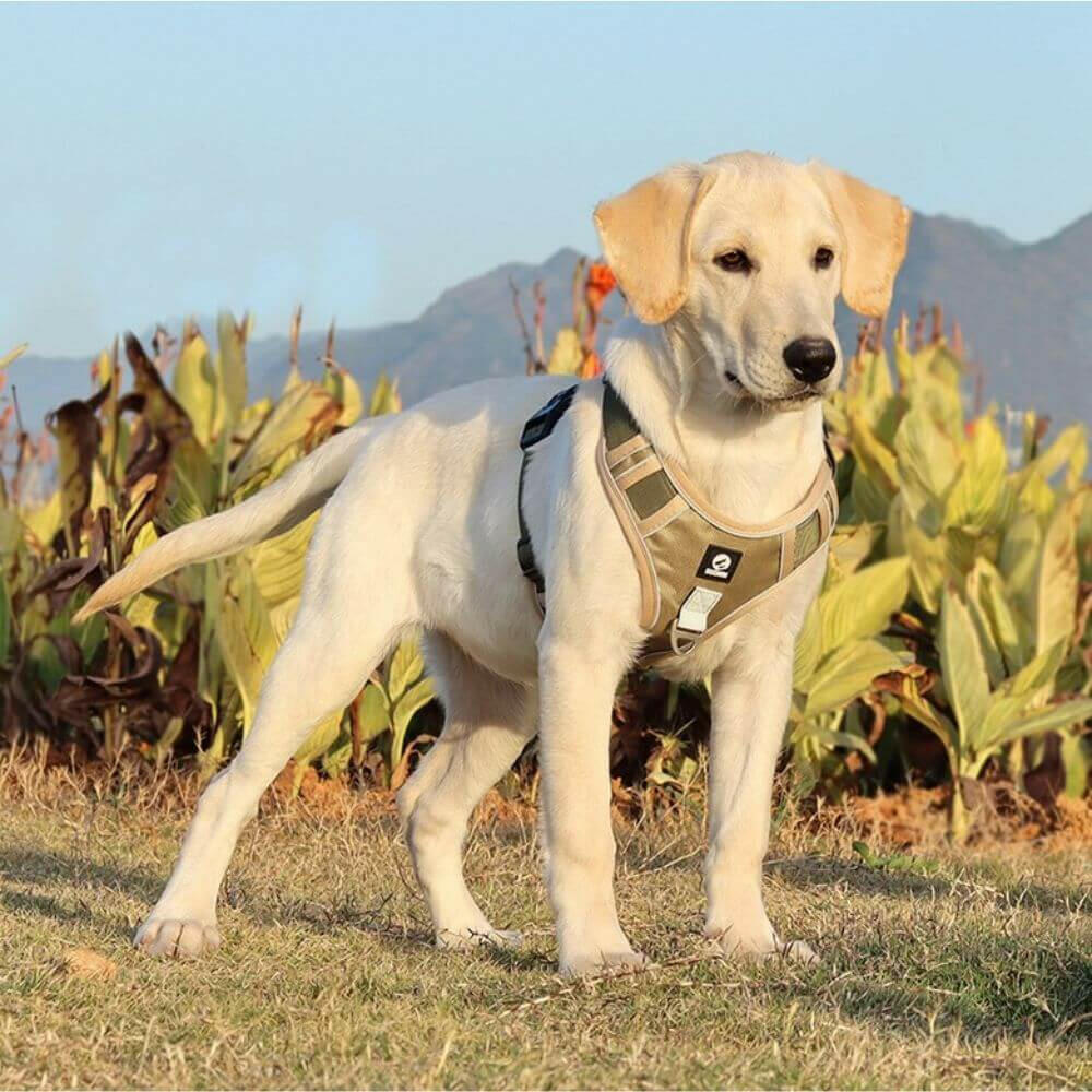 Harnais pour chien - Harnais tactique - StrikeForce ConfortCanin™ - couleur khaki