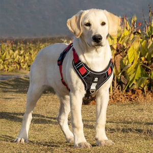 Harnais pour chien - Harnais anti-traction SécuritéPlus ConfortCanin™ - couleur rouge