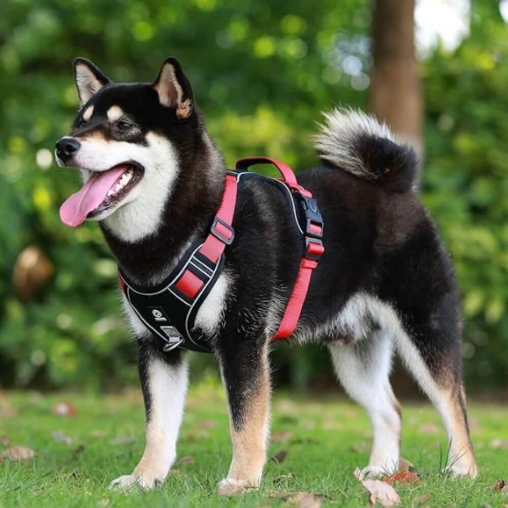 Harnais pour chien - Harnais anti-traction SécuritéPlus ConfortCanin™ - couleur rouge