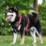 Charger l&#39;image dans la galerie, Harnais pour chien - Harnais anti-traction SécuritéPlus ConfortCanin™ - couleur rouge
