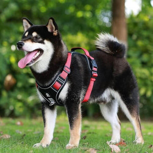 Harnais pour chien - Harnais anti-traction SécuritéPlus ConfortCanin™ - couleur rouge