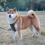 Charger l'image dans la galerie, Harnais anti traction en cuir pour chien
