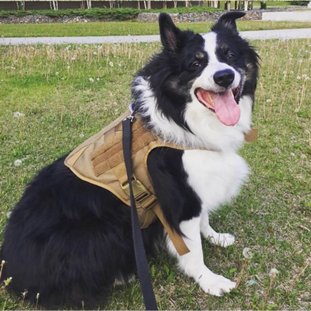 Harnais pour chien - Harnais Tactique LibertéMax de ConfortCanin™, couleur khaki