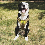 Charger l&#39;image dans la galerie, Harnais pour chien - Harnais Tactique LibertéMax de ConfortCanin™, couleur khaki
