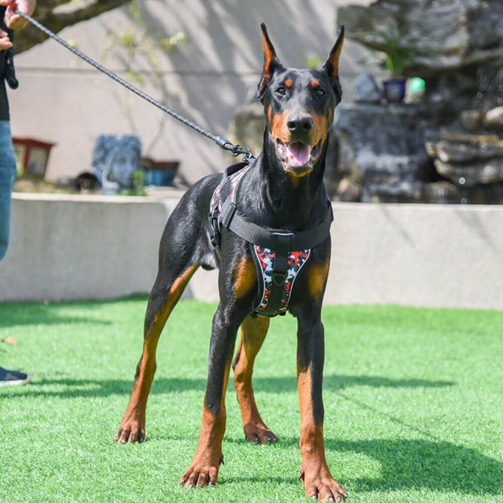 Harnais pour chien - Harnais anti-traction AlphaMax ConfortCanin™ - couleur camouflé