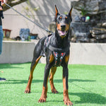 Charger l&#39;image dans la galerie, Harnais pour chien - Harnais anti-traction AlphaMax ConfortCanin™ - couleur camouflé
