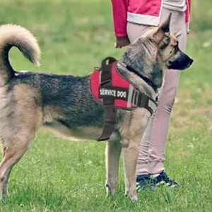 Harnais pour chien - Harnais Anti-Traction ServiceDog ConfortCanin™ - Bleu