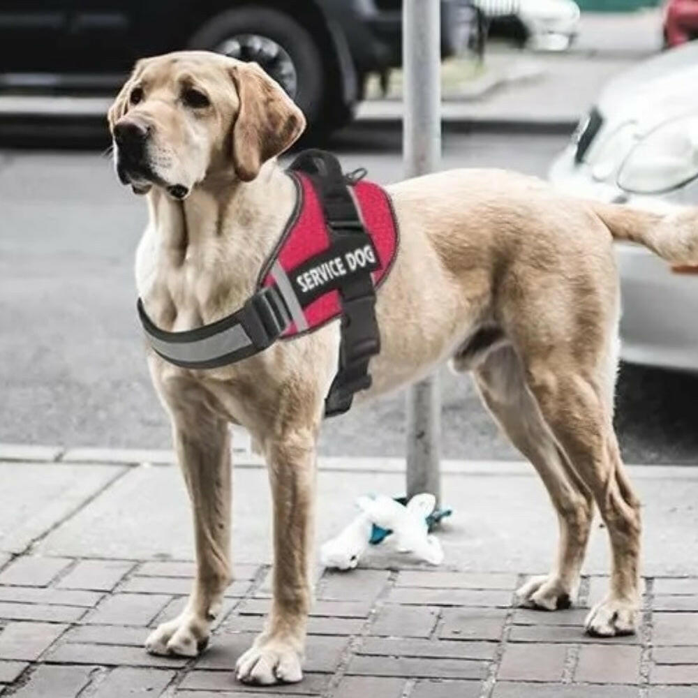 Harnais pour chien - Harnais Anti-Traction ServiceDog ConfortCanin™ - Bleu