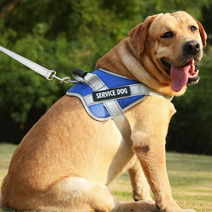 Harnais pour chien - Harnais Anti-Traction EnduranceMax ConfortCanin™ - couleur bleu