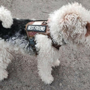 Harnais pour chien - Harnais petit chien BattlePro ConfortCanin™ 