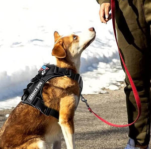 Harnais pour chien - Harnais Tactique Masterwalk ConfortCanin™ - couleur noir