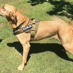 Charger l'image dans la galerie, Harnais Anti-Traction PowerFit ConfortCanin™
