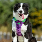 Charger l'image dans la galerie, Harnais Anti-Traction TrueLove ConfortCanin™
